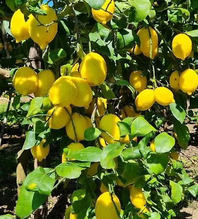 Achille Apartamento Sorrento