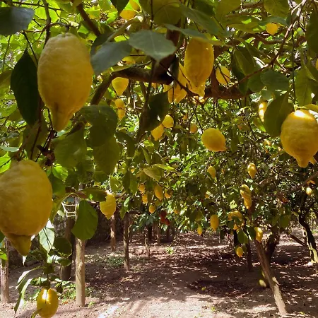 Achille Сорренто